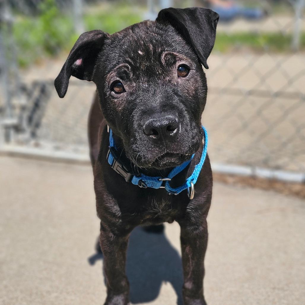 Enlarge Billie Howliday, a Adoptable Mixed Breed in Tulsa, OK image 4/6