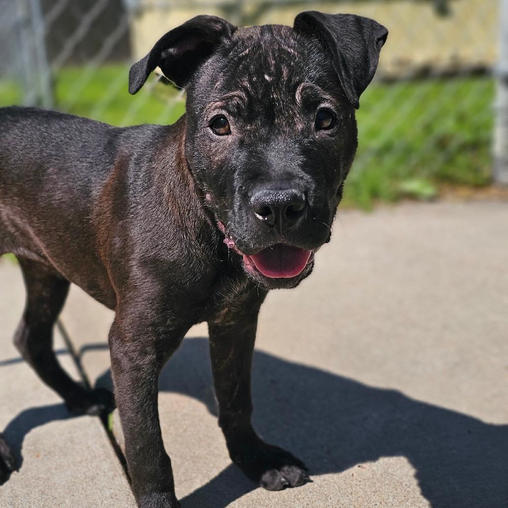 Enlarge Billie Howliday, a Adoptable Mixed Breed in Tulsa, OK image 5/6
