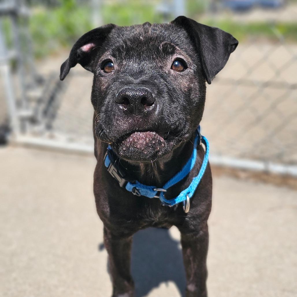 Enlarge Billie Howliday, a Adoptable Mixed Breed in Tulsa, OK image 6/6