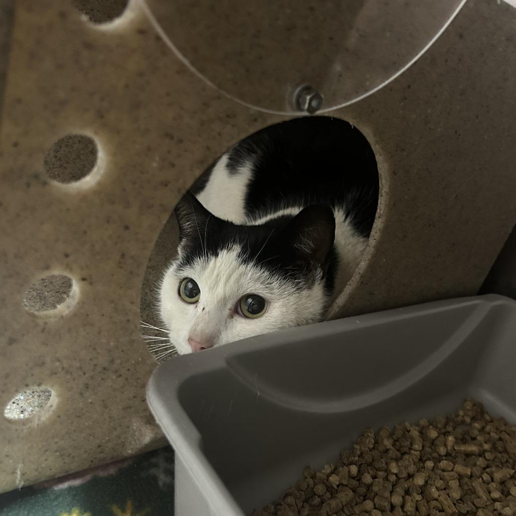 Enlarge Pepper 26-0066, a Adoptable Domestic Short Hair in Yanceyville, NC image 2/2