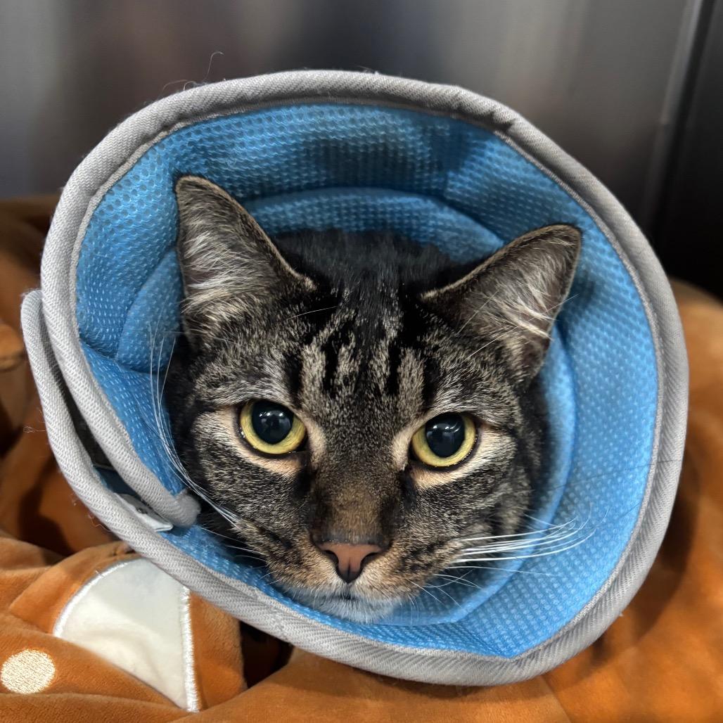 Enlarge Attenborough, a Adoptable Domestic Short Hair in Fairmont, WV image 1/4