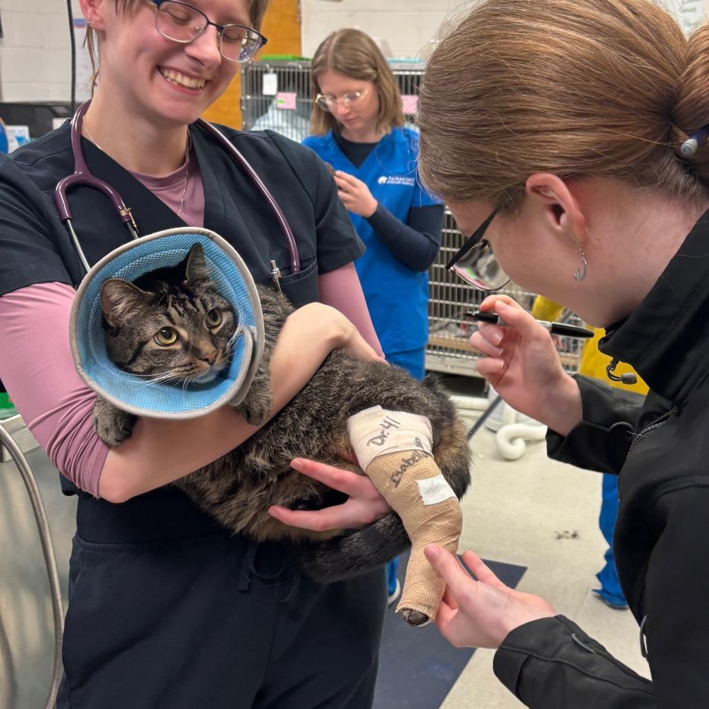 Enlarge Attenborough, a Adoptable Domestic Short Hair in Fairmont, WV image 2/4