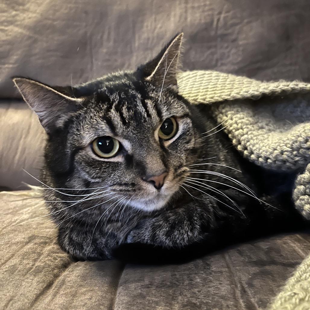 Enlarge Attenborough, a Adoptable Domestic Short Hair in Fairmont, WV image 4/4