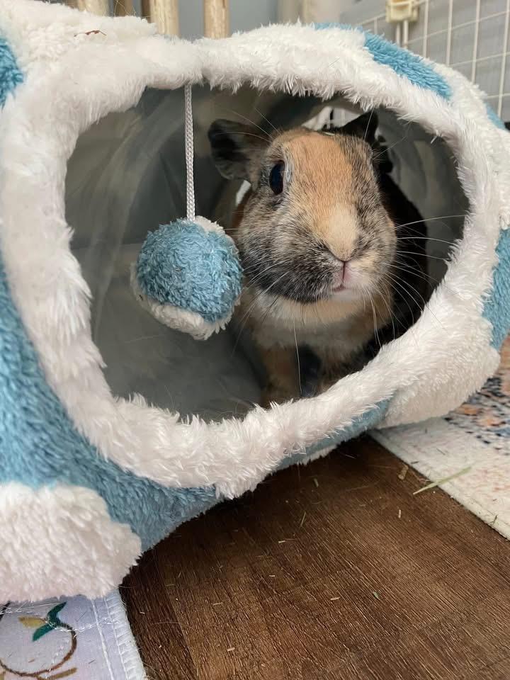 Enlarge Demi, a ADOPTABLE Harlequin in St. Charles, MO image 4/5