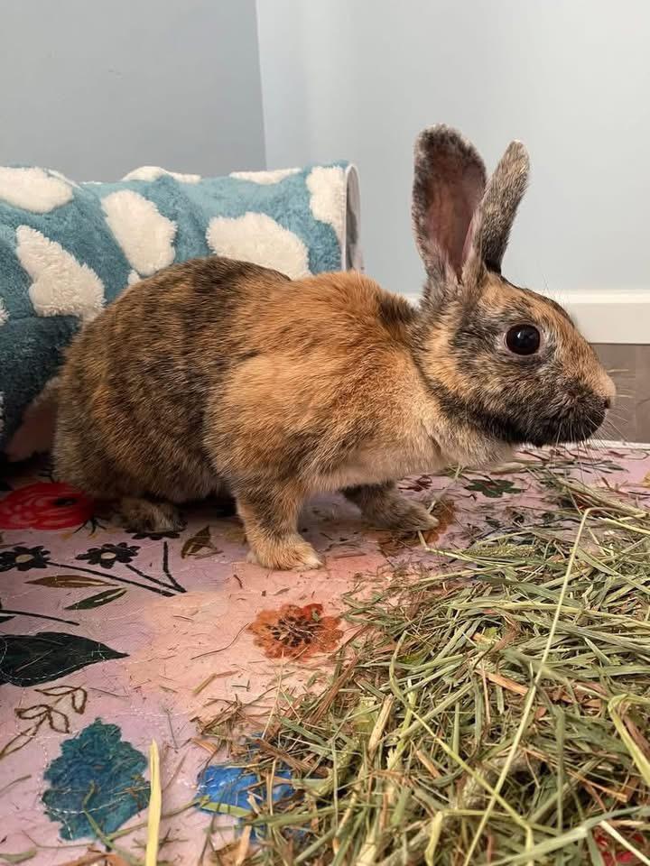 Enlarge Demi, a ADOPTABLE Harlequin in St. Charles, MO image 5/5