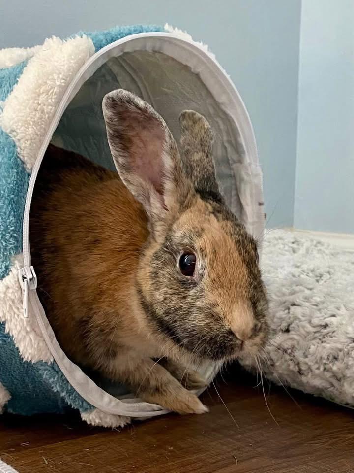 Enlarge Demi, a ADOPTABLE Harlequin in St. Charles, MO image 2/5