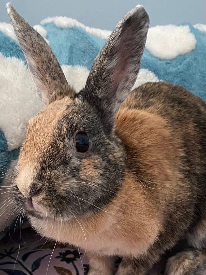 Enlarge Demi, a ADOPTABLE Harlequin in St. Charles, MO image 3/5