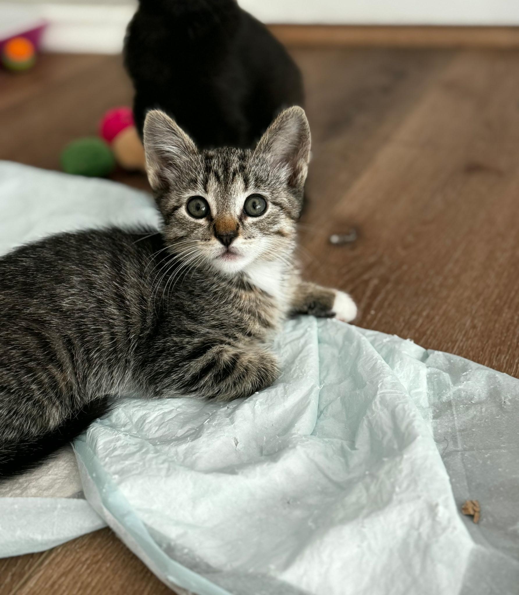 Madison , an adopted Domestic Short Hair in Pacific Palisades, CA image 4/5