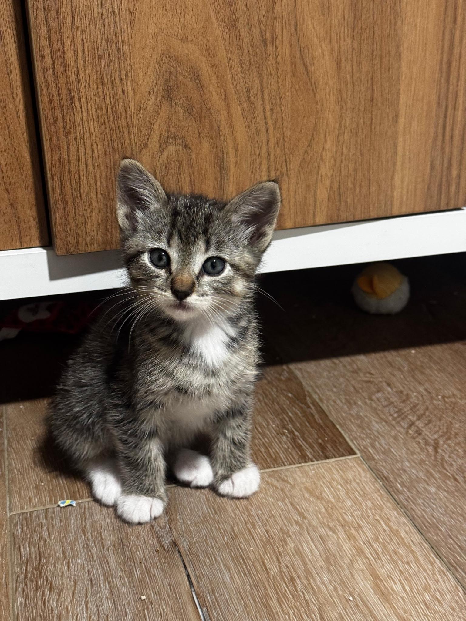 Madison , adopted, Kitten Female Domestic Short Hair.