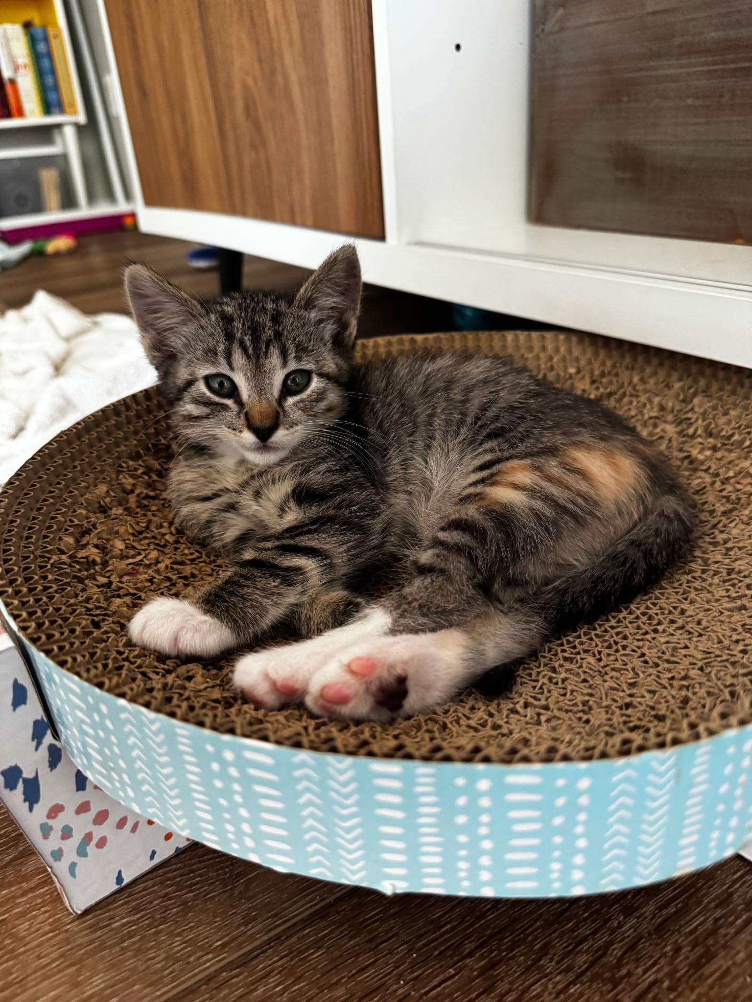 Madison , an adopted Domestic Short Hair in Pacific Palisades, CA image 2/5