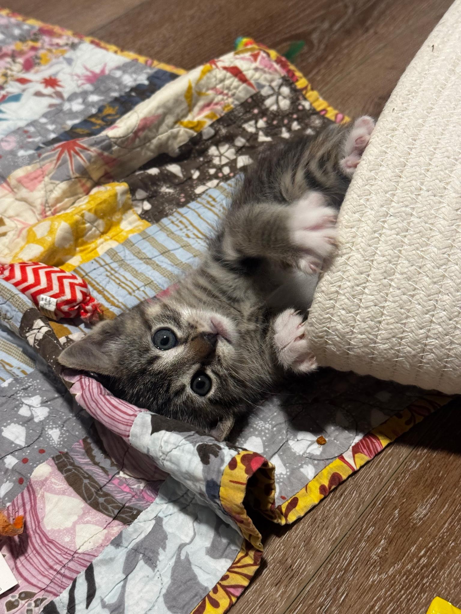 Madison , an adopted Domestic Short Hair in Pacific Palisades, CA image 5/5