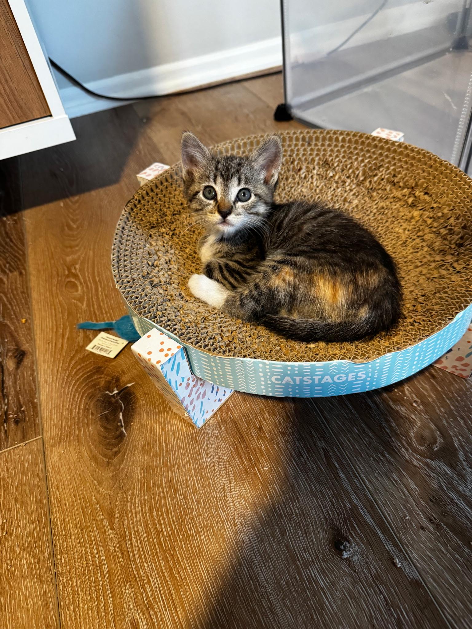 Madison , an adopted Domestic Short Hair in Pacific Palisades, CA image 3/5