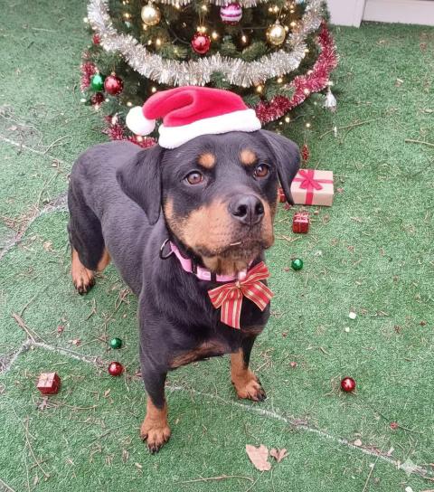 Bella, ADOPTABLE, Adult Female Rottweiler.
