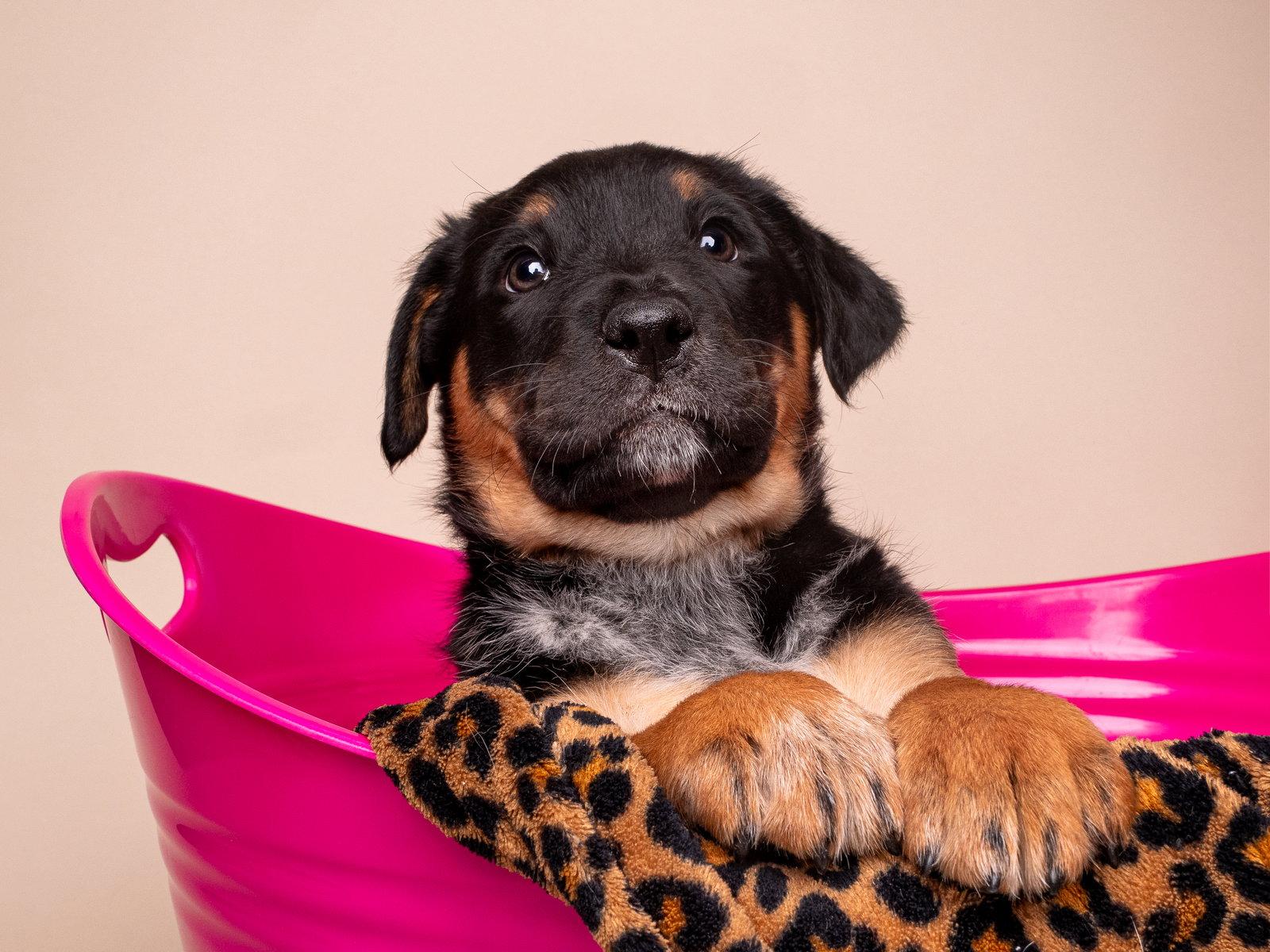 Crime: Felony, Adoptable, Puppy Female Australian Shepherd & Rottweiler.