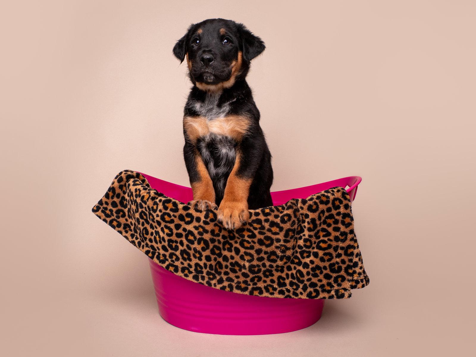 Enlarge Crime: Felony, a Adoptable mixed breed in Palo Alto, CA image 2/3