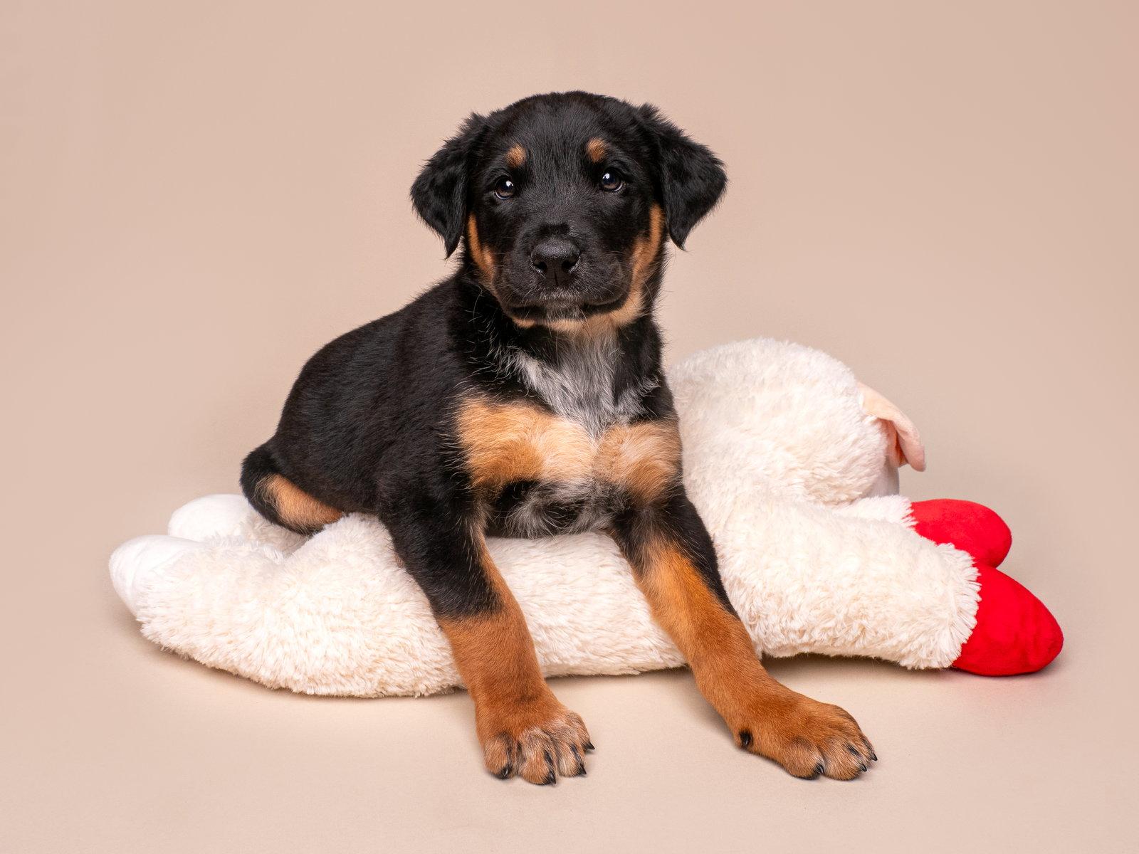 Enlarge Crime: Felony, a Adoptable mixed breed in Palo Alto, CA image 3/3