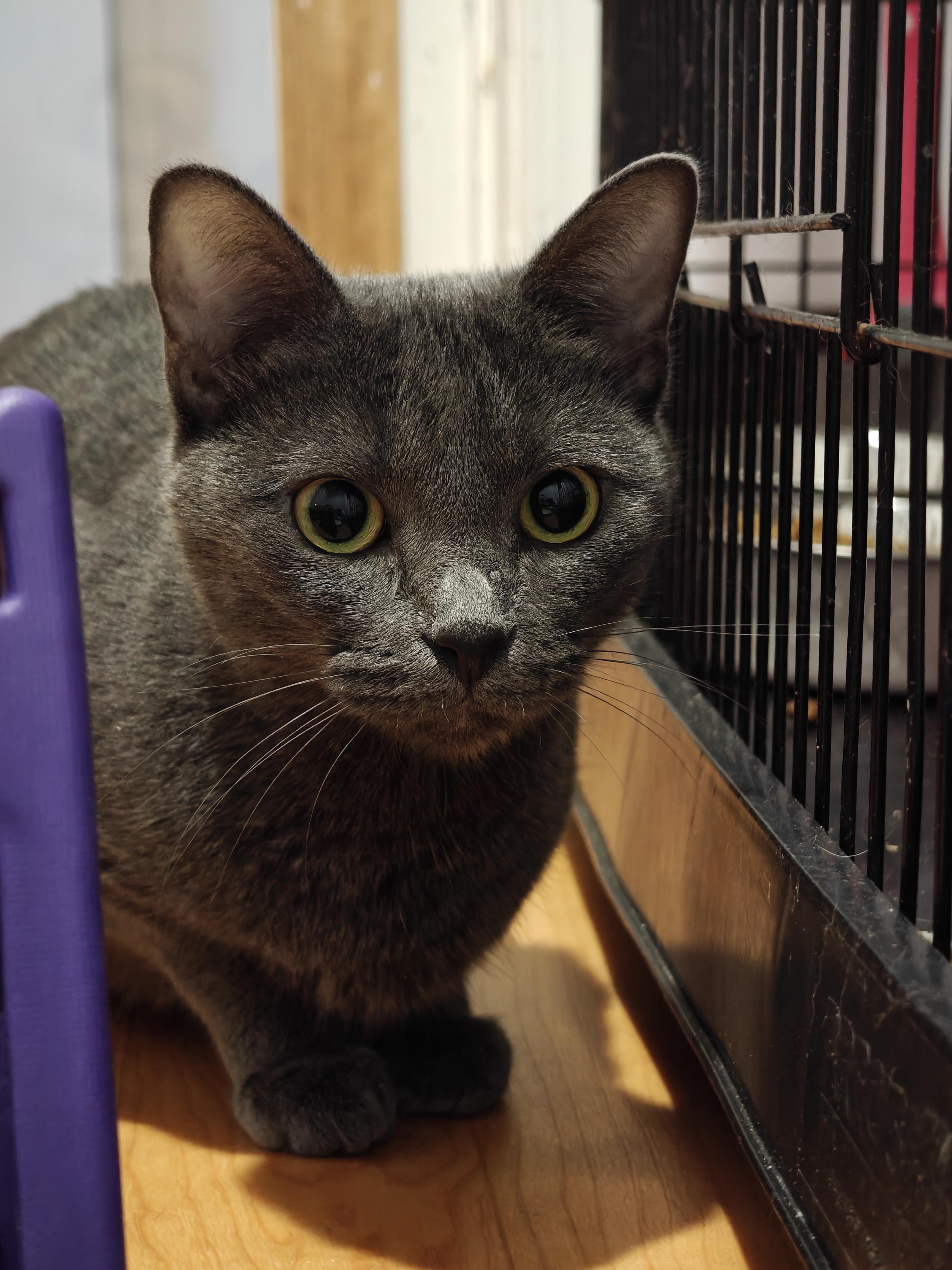 Enlarge Bo Chi , a ADOPTABLE Domestic Short Hair in New Britain, CT image 4/6