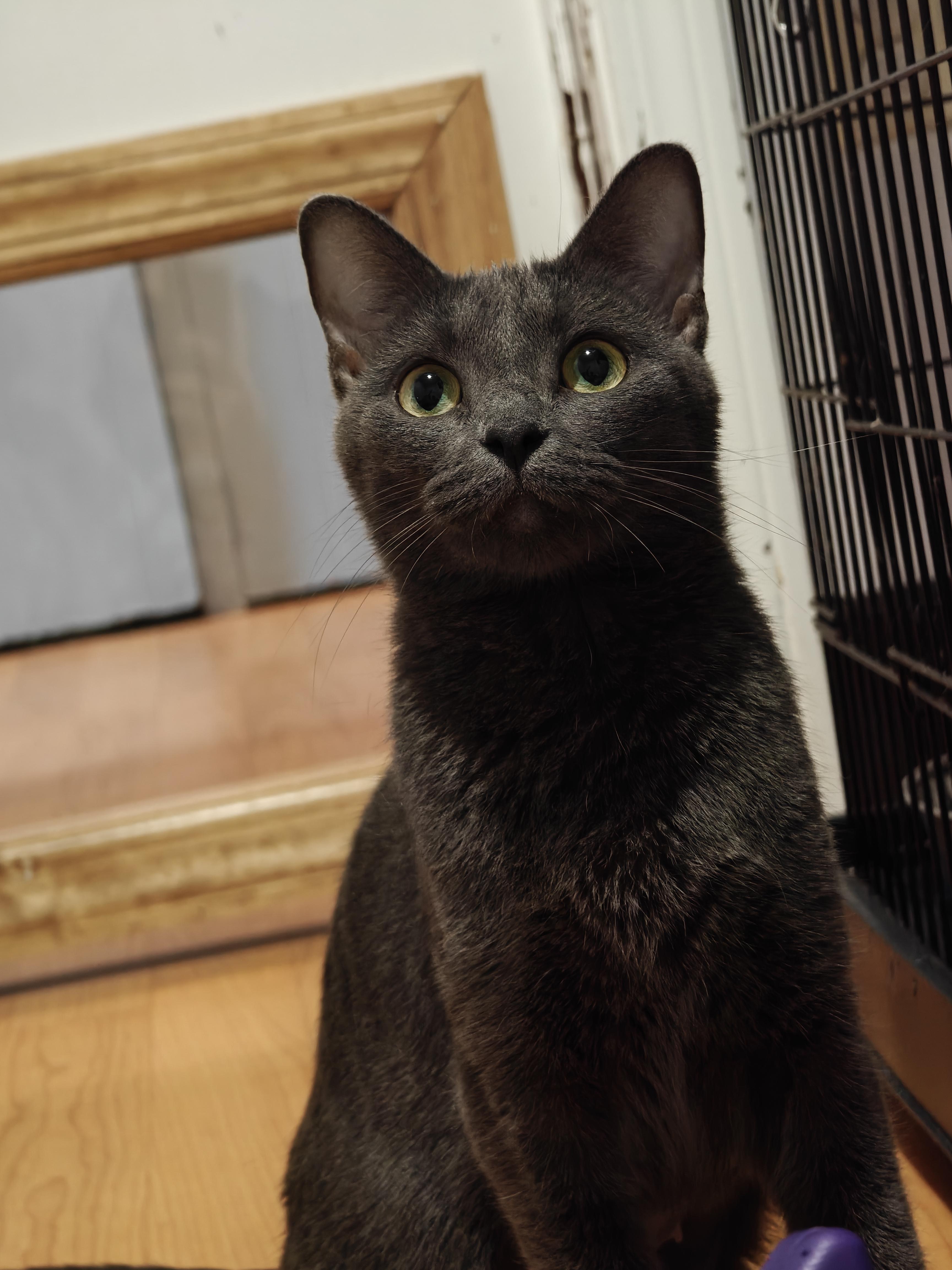 Enlarge Bo Chi , a ADOPTABLE Domestic Short Hair in New Britain, CT image 2/6