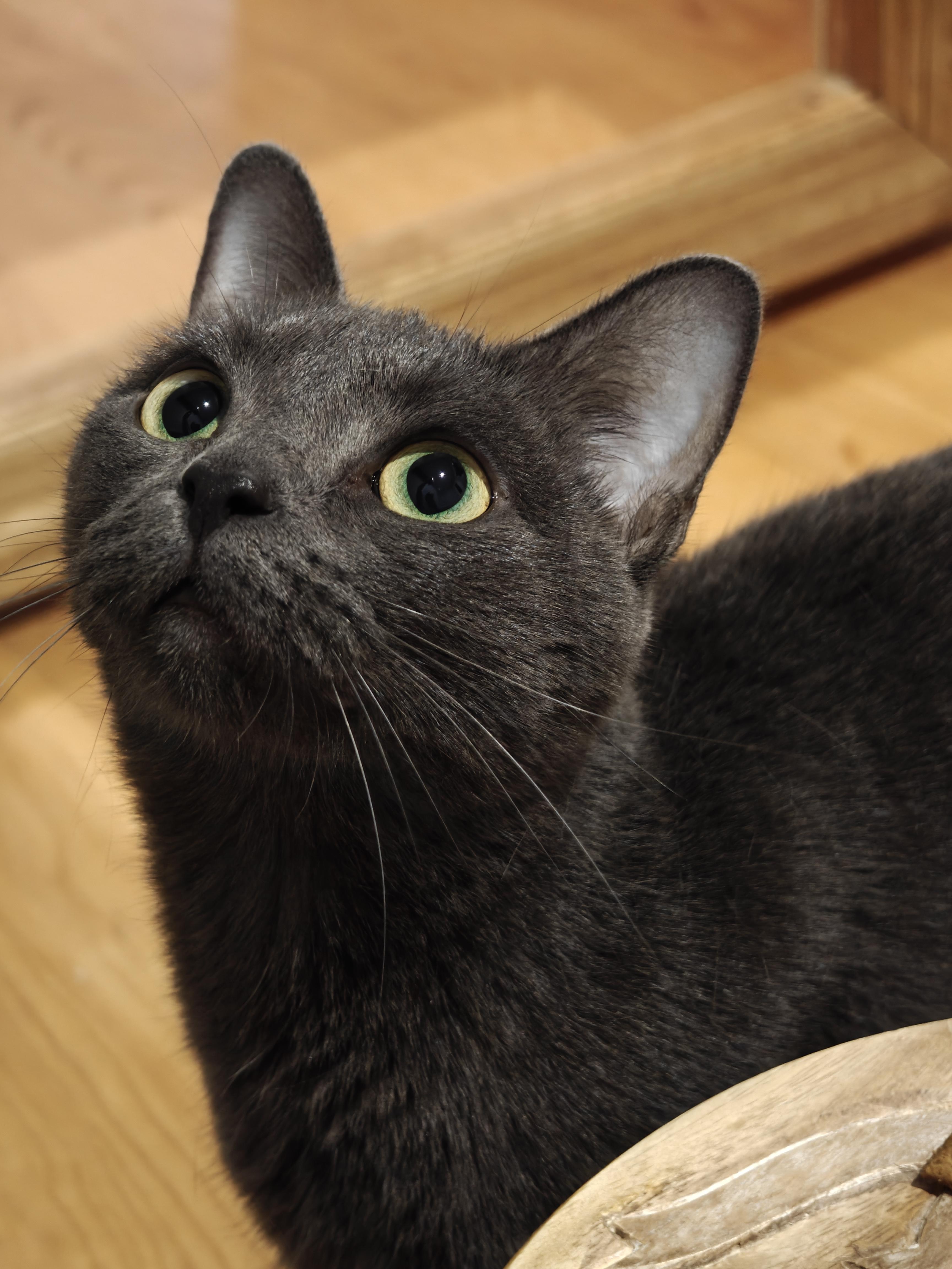 Enlarge Bo Chi , a ADOPTABLE Domestic Short Hair in New Britain, CT image 1/6