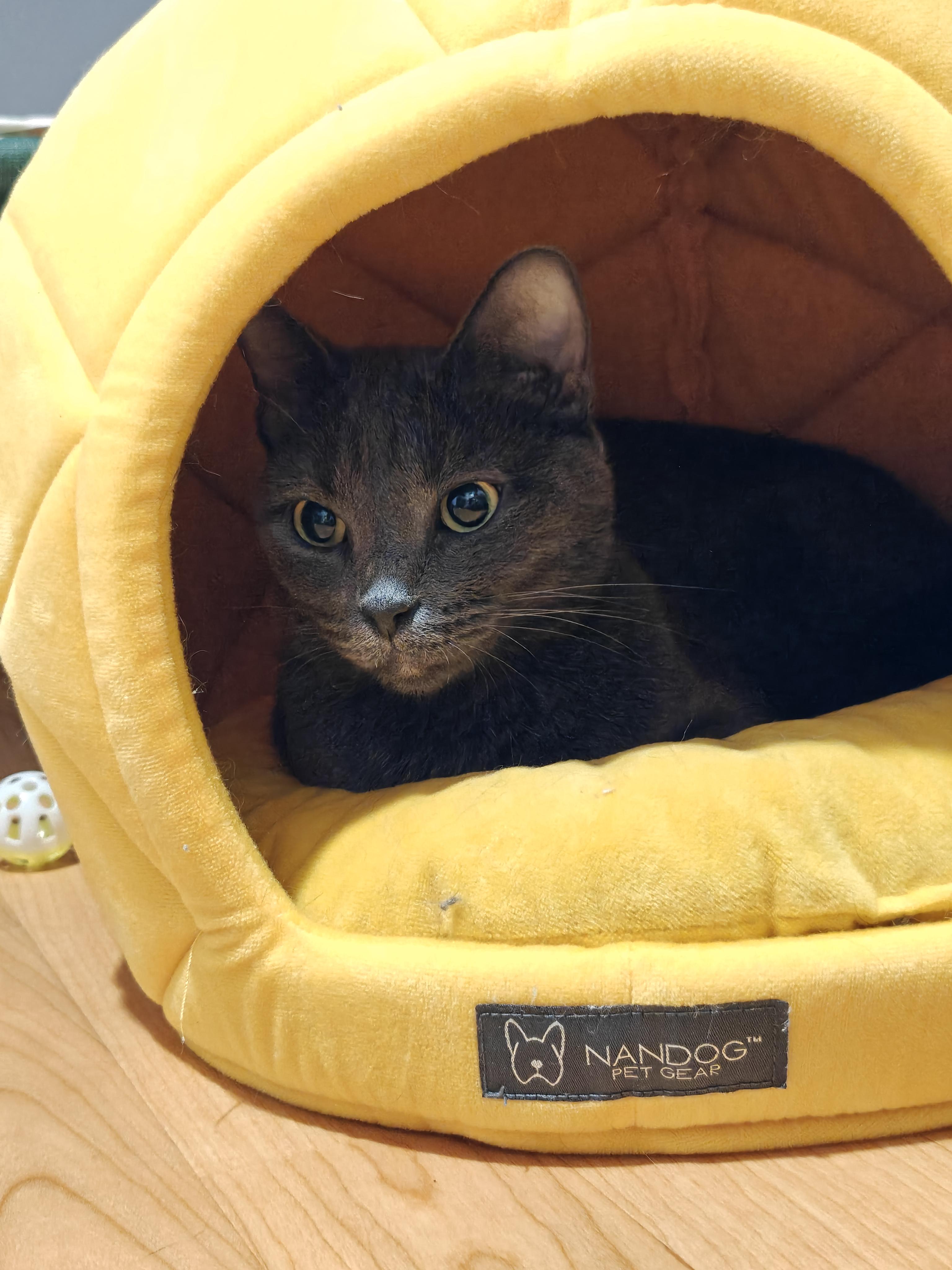 Enlarge Bo Chi , a ADOPTABLE Domestic Short Hair in New Britain, CT image 3/6
