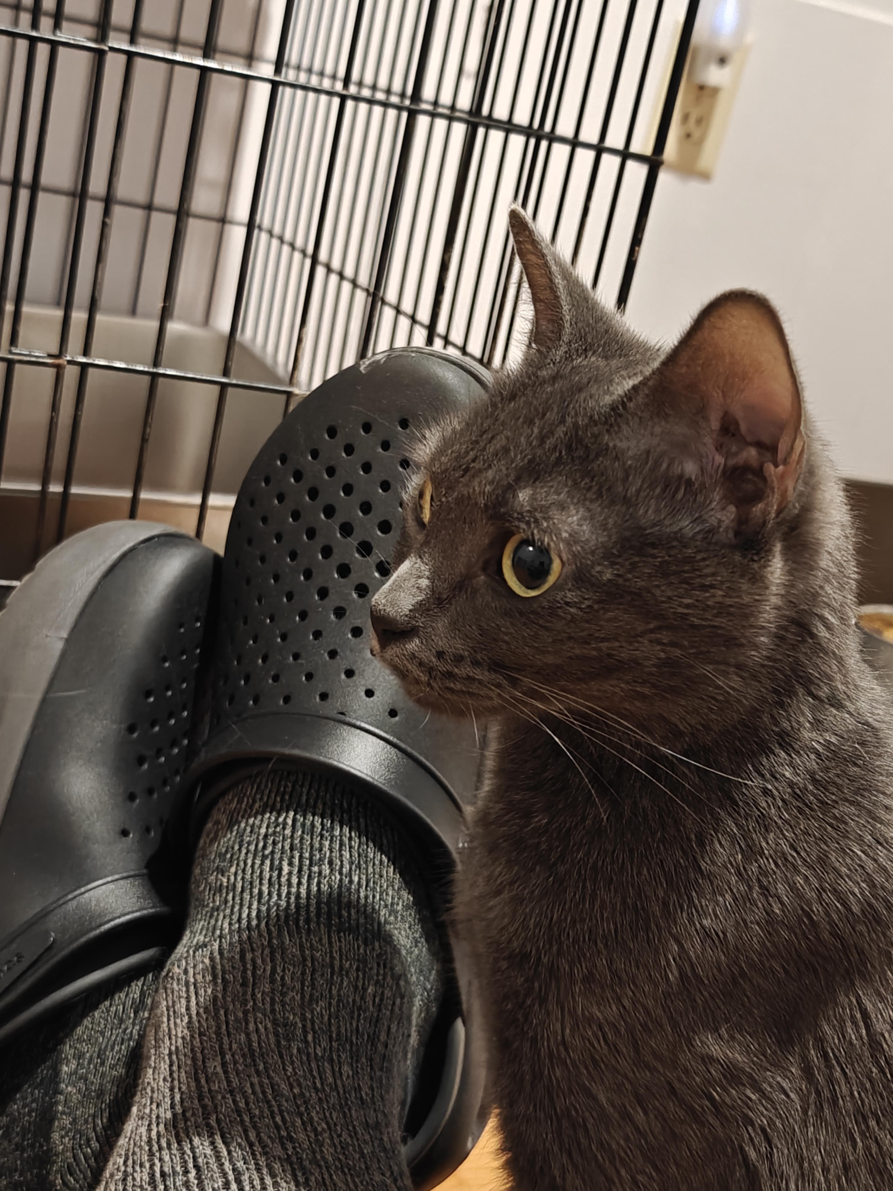 Enlarge Bo Chi , a ADOPTABLE Domestic Short Hair in New Britain, CT image 6/6