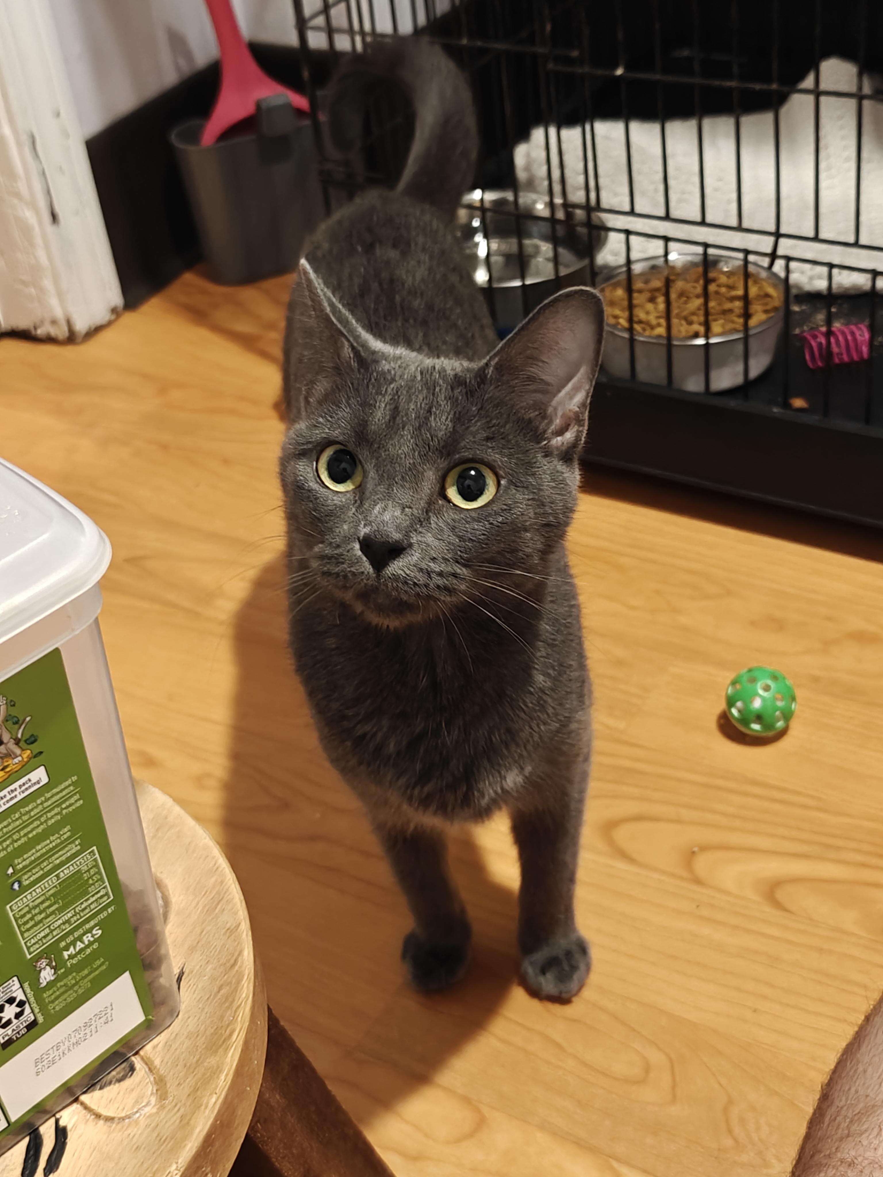 Enlarge Bo Chi , a ADOPTABLE Domestic Short Hair in New Britain, CT image 5/6