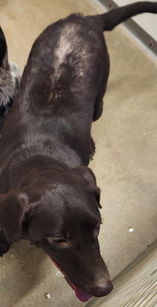 Patchy, Adoptable, Adult Female Labrador Retriever & Mixed Breed.