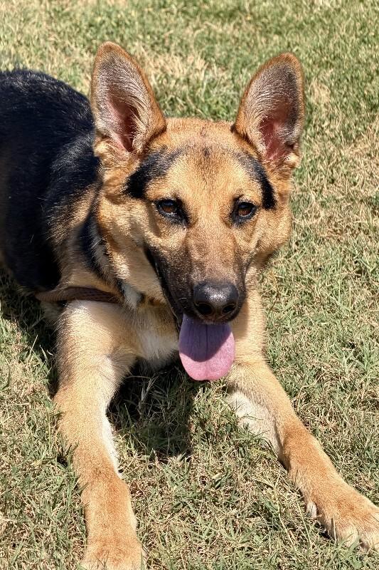 Enlarge Alex, a Adoptable German Shepherd Dog in Maryville, TN image 1/3