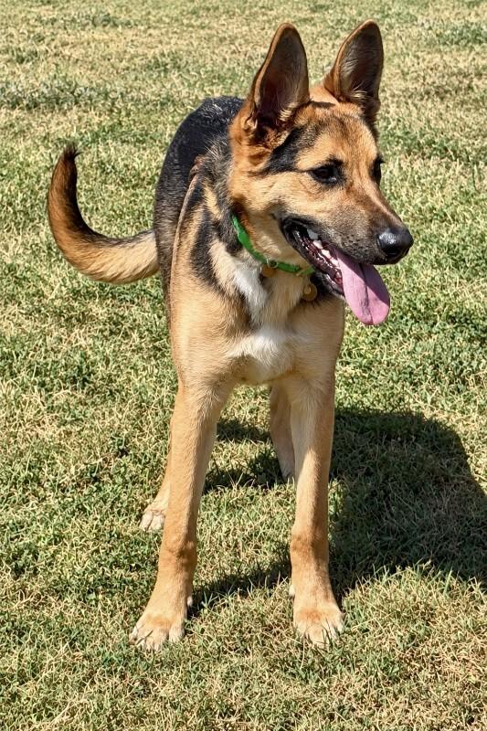 Enlarge Alex, a Adoptable German Shepherd Dog in Maryville, TN image 2/3