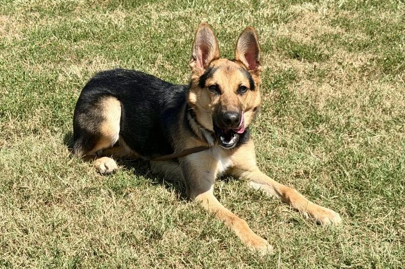 Enlarge Alex, a Adoptable German Shepherd Dog in Maryville, TN image 3/3