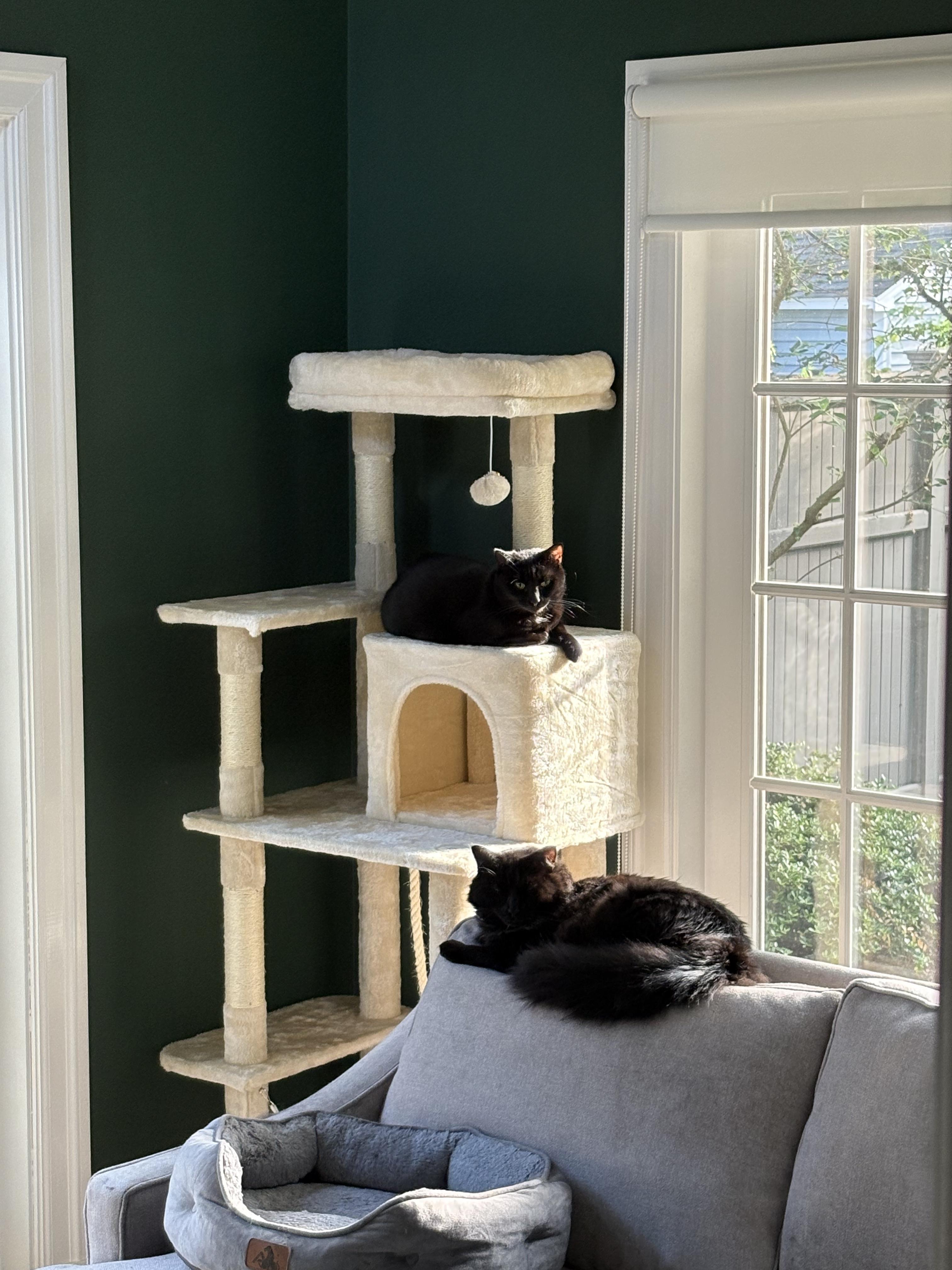 Enlarge Cranberry and Yam, a Adoptable mixed breed in Waltham, MA image 2/6