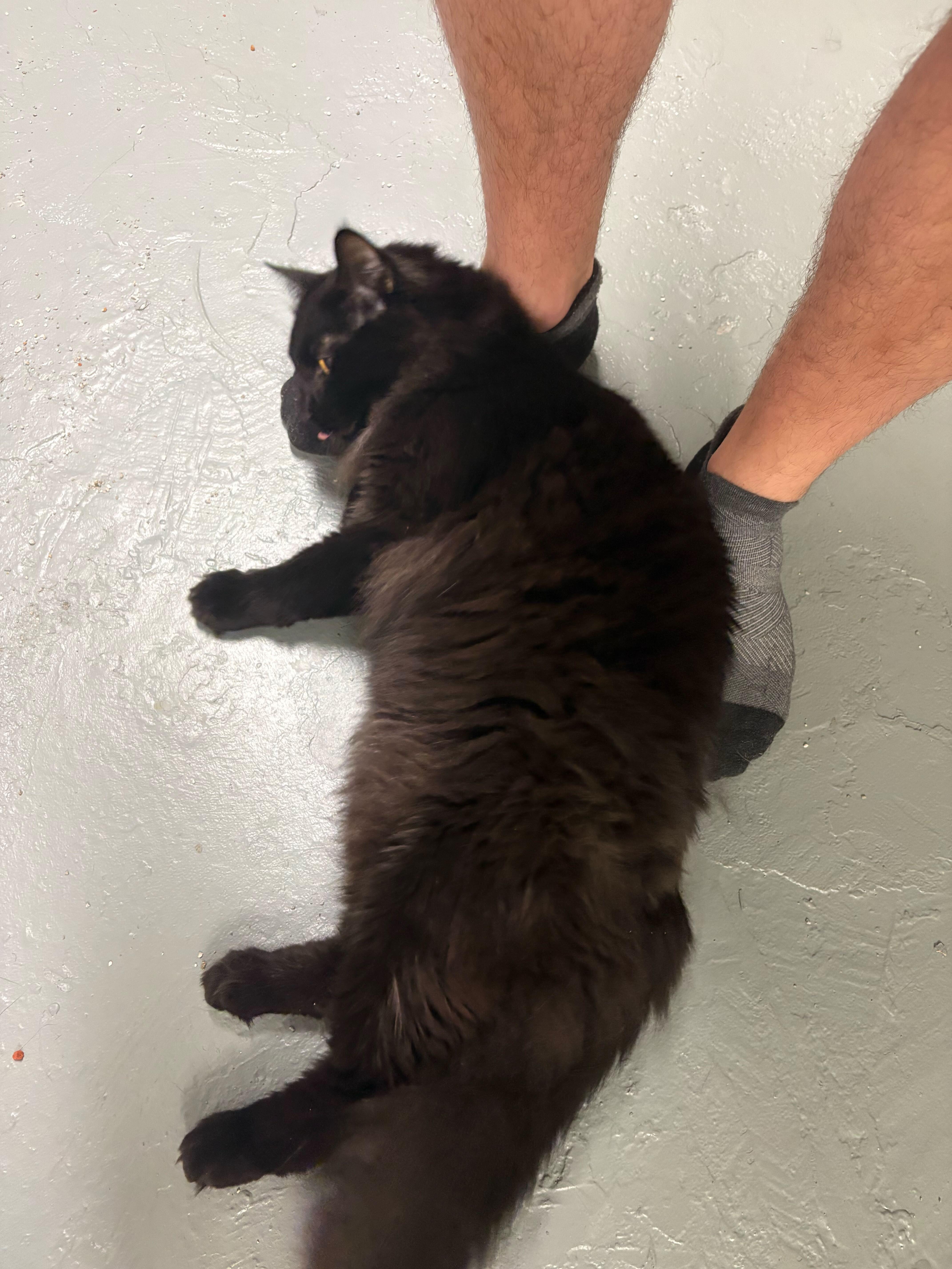 Enlarge Cranberry and Yam, a Adoptable mixed breed in Waltham, MA image 4/6
