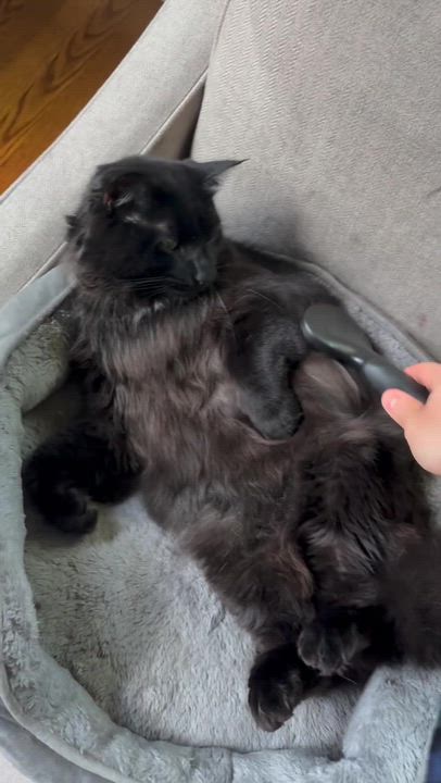Enlarge Cranberry and Yam, a Adoptable mixed breed in Waltham, MA video 6/6