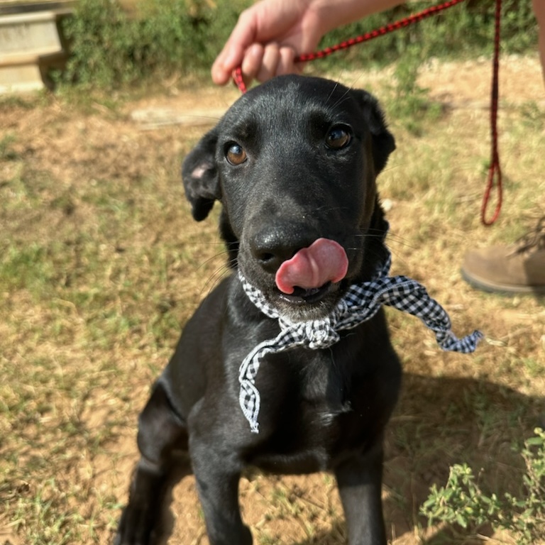 Enlarge Mary Ann, a Adoptable mixed breed in Seguin, TX image 2/6
