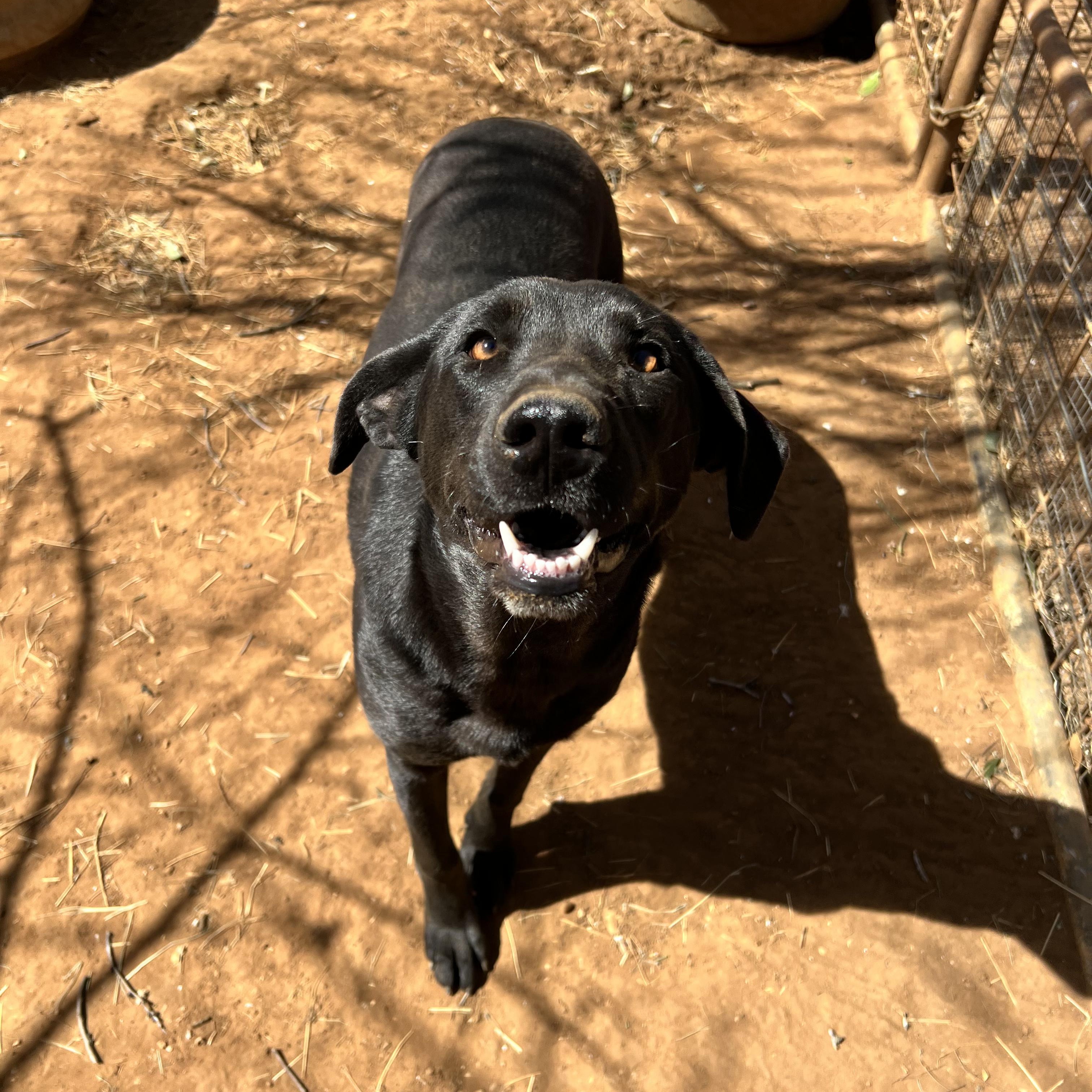 Enlarge Mary Ann, a Adoptable mixed breed in Seguin, TX image 5/6