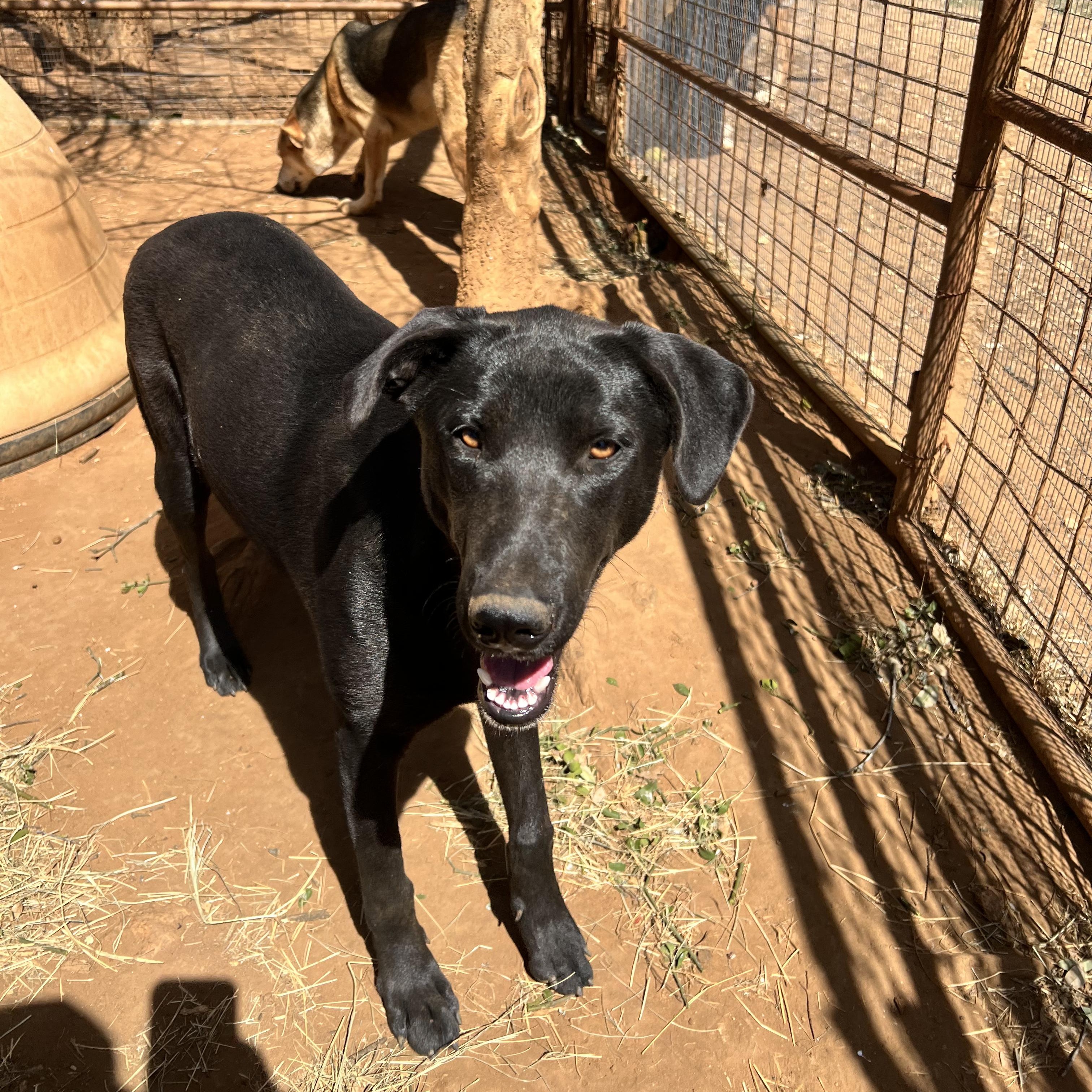Enlarge Mary Ann, a Adoptable mixed breed in Seguin, TX image 3/6