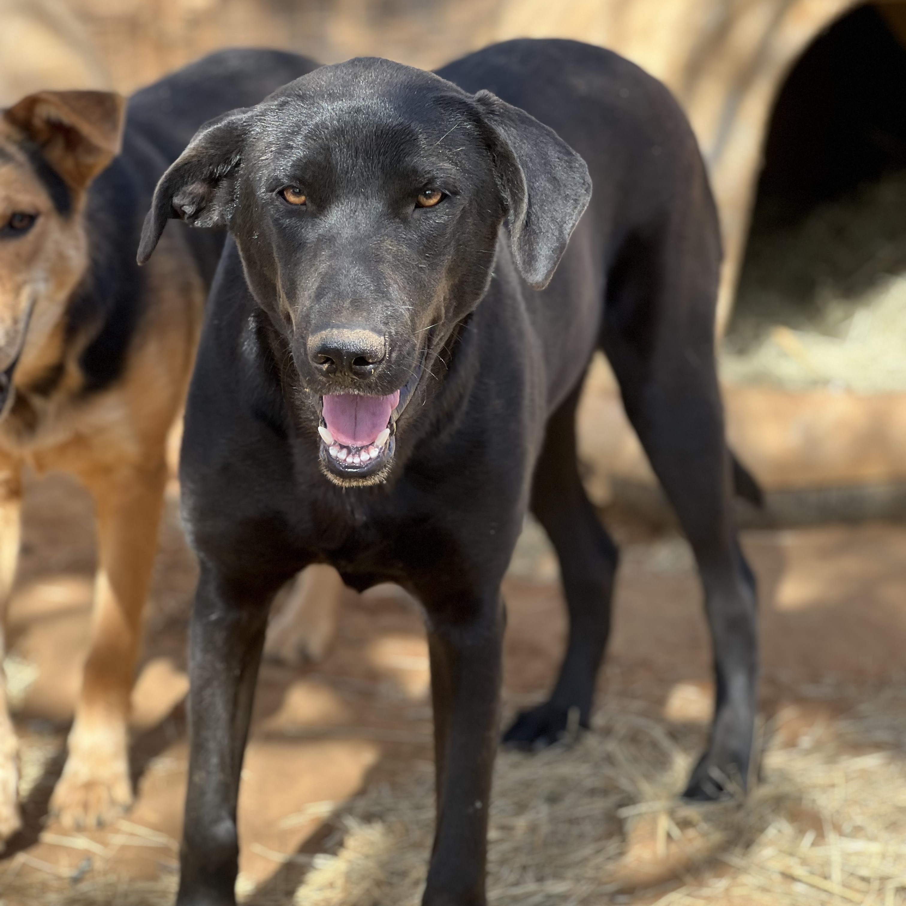 Enlarge Mary Ann, a Adoptable mixed breed in Seguin, TX image 1/6