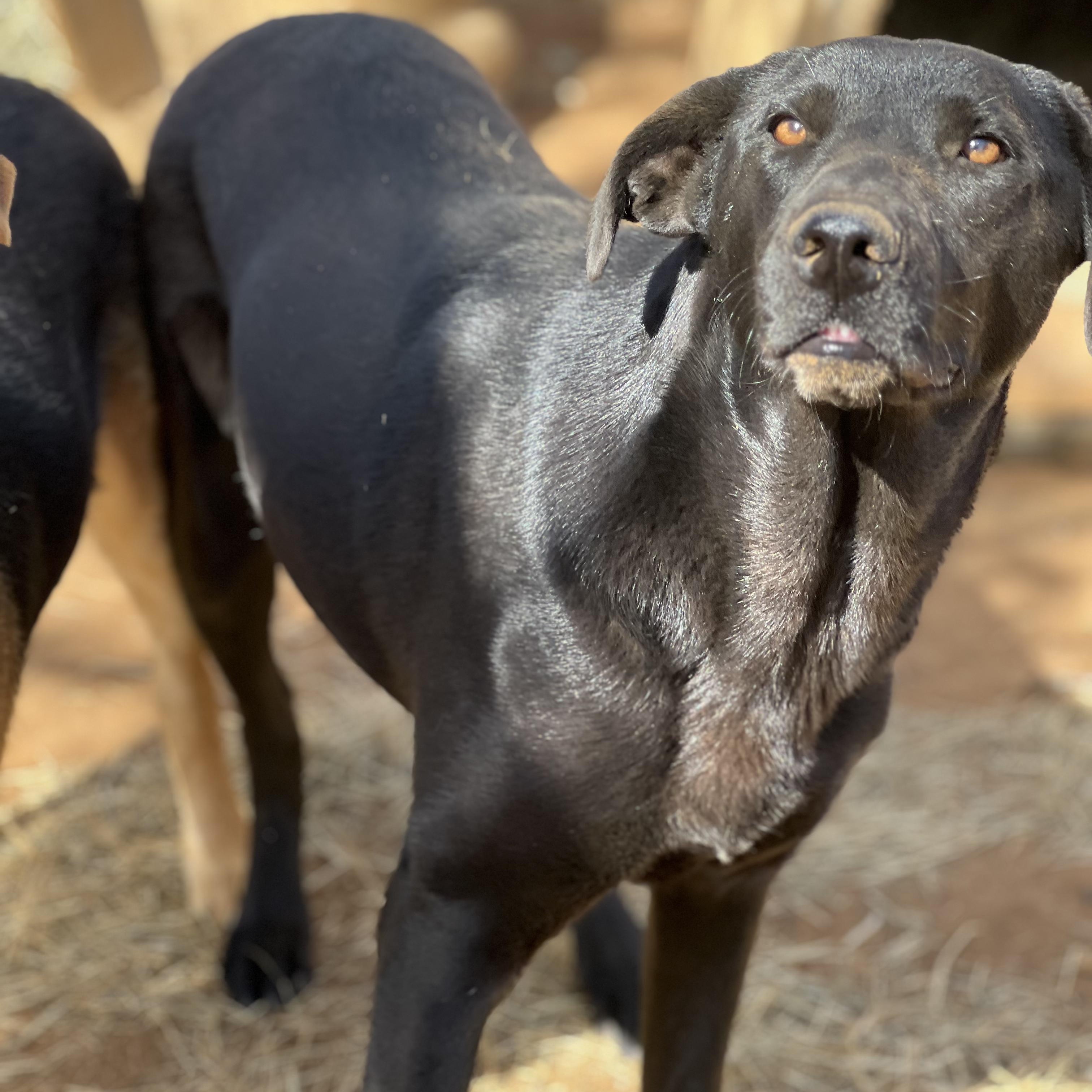 Enlarge Mary Ann, a Adoptable mixed breed in Seguin, TX image 6/6
