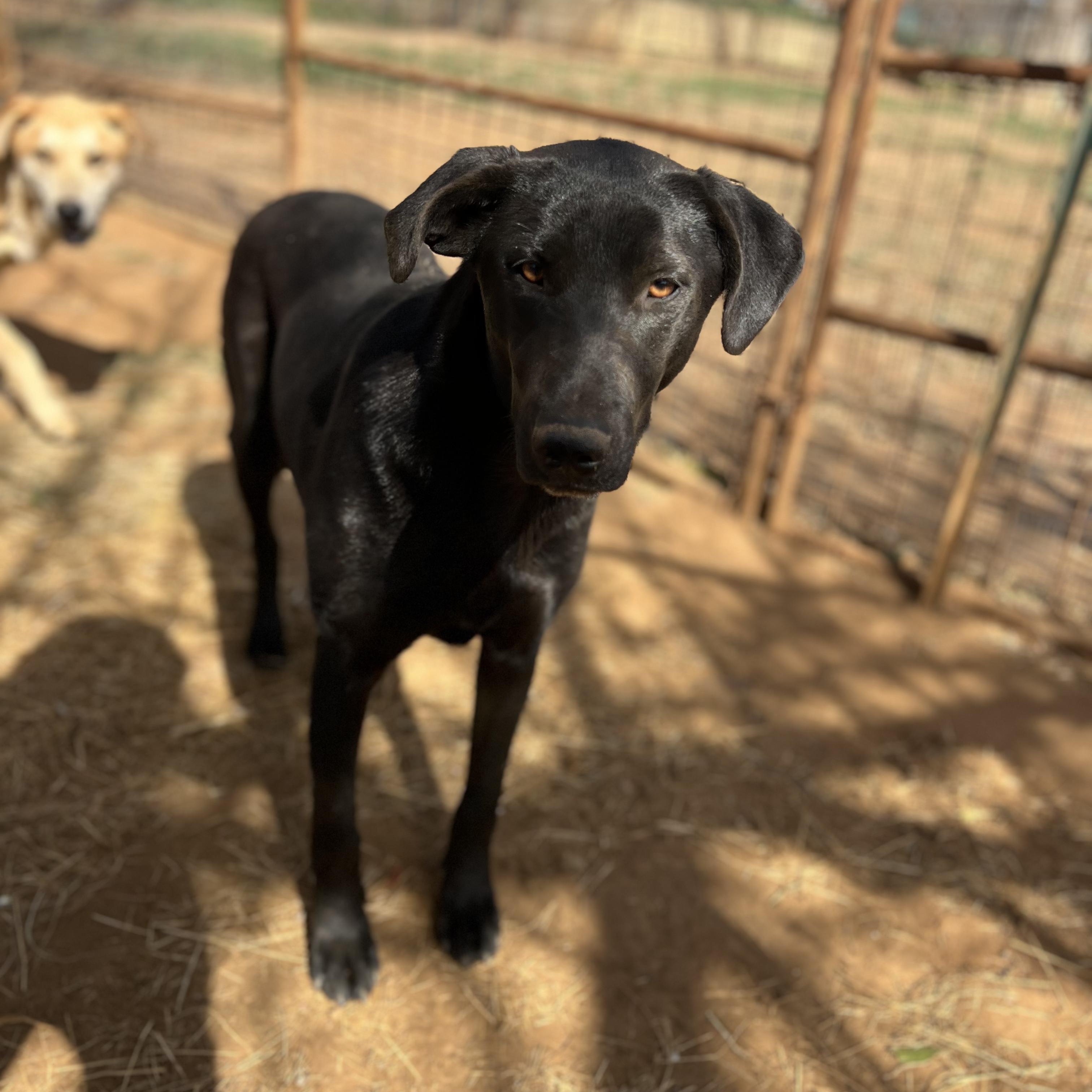Enlarge Mary Ann, a Adoptable mixed breed in Seguin, TX image 4/6
