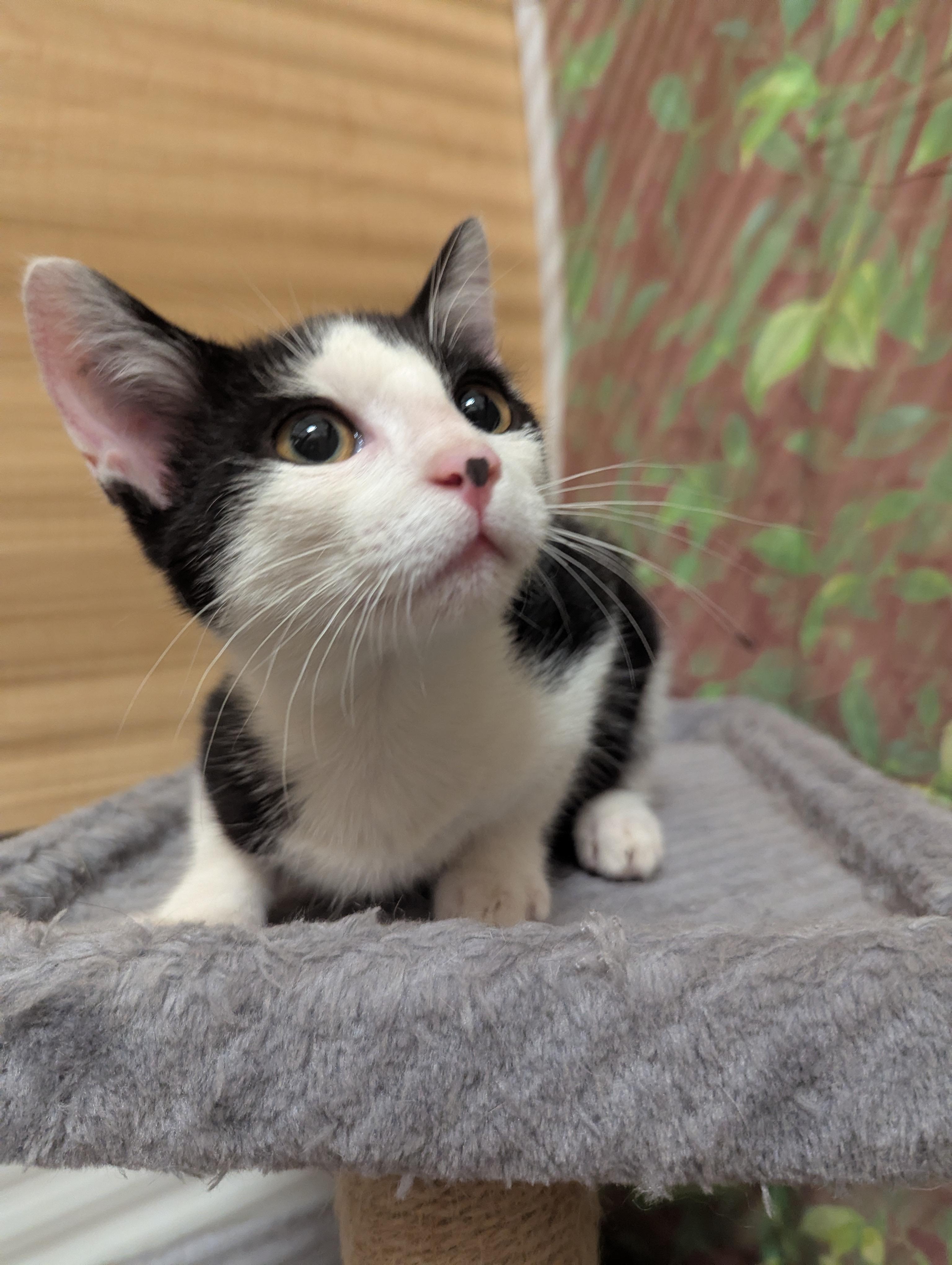Inky, adopted, Kitten Male Domestic Short Hair.