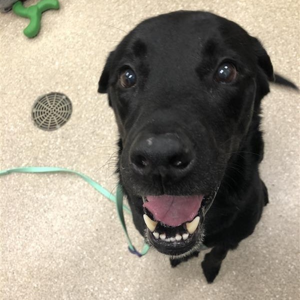Enlarge Harley, a Adoptable Black Labrador Retriever in Prince Frederick, MD image 6/6