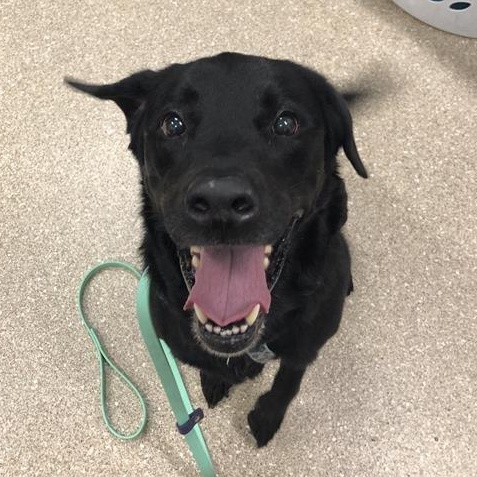 Enlarge Harley, a Adoptable Black Labrador Retriever in Prince Frederick, MD image 5/6