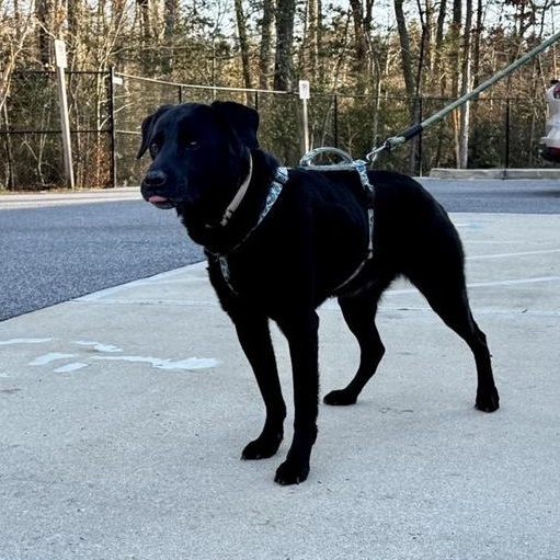Enlarge Harley, a Adoptable Black Labrador Retriever in Prince Frederick, MD image 2/6
