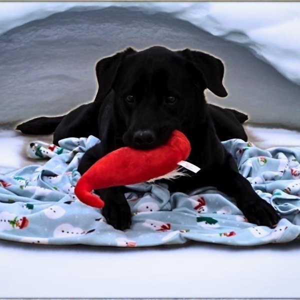 Harley, Adoptable, Senior Female Black Labrador Retriever.