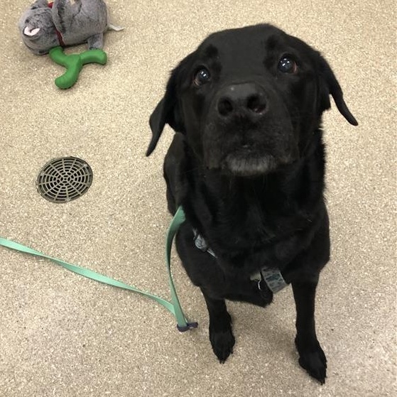 Enlarge Harley, a Adoptable Black Labrador Retriever in Prince Frederick, MD image 3/6