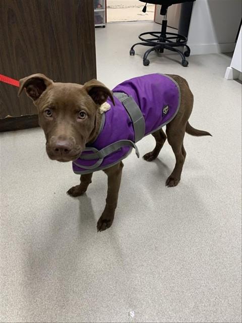 STORMI, Adoptable, Puppy Female Pit Bull Terrier & Labrador Retriever.
