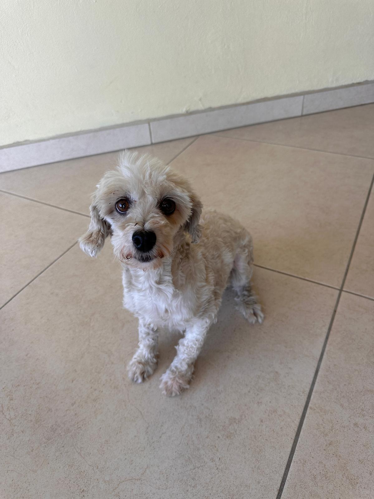 Star, an adoptable Maltese, Poodle in Sherwood, OR, 97140 | Photo Image 1