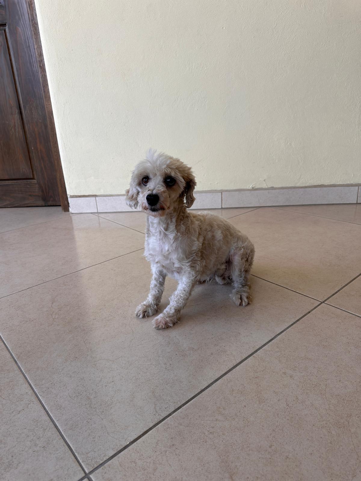 Star, an adoptable Maltese, Poodle in Sherwood, OR, 97140 | Photo Image 3