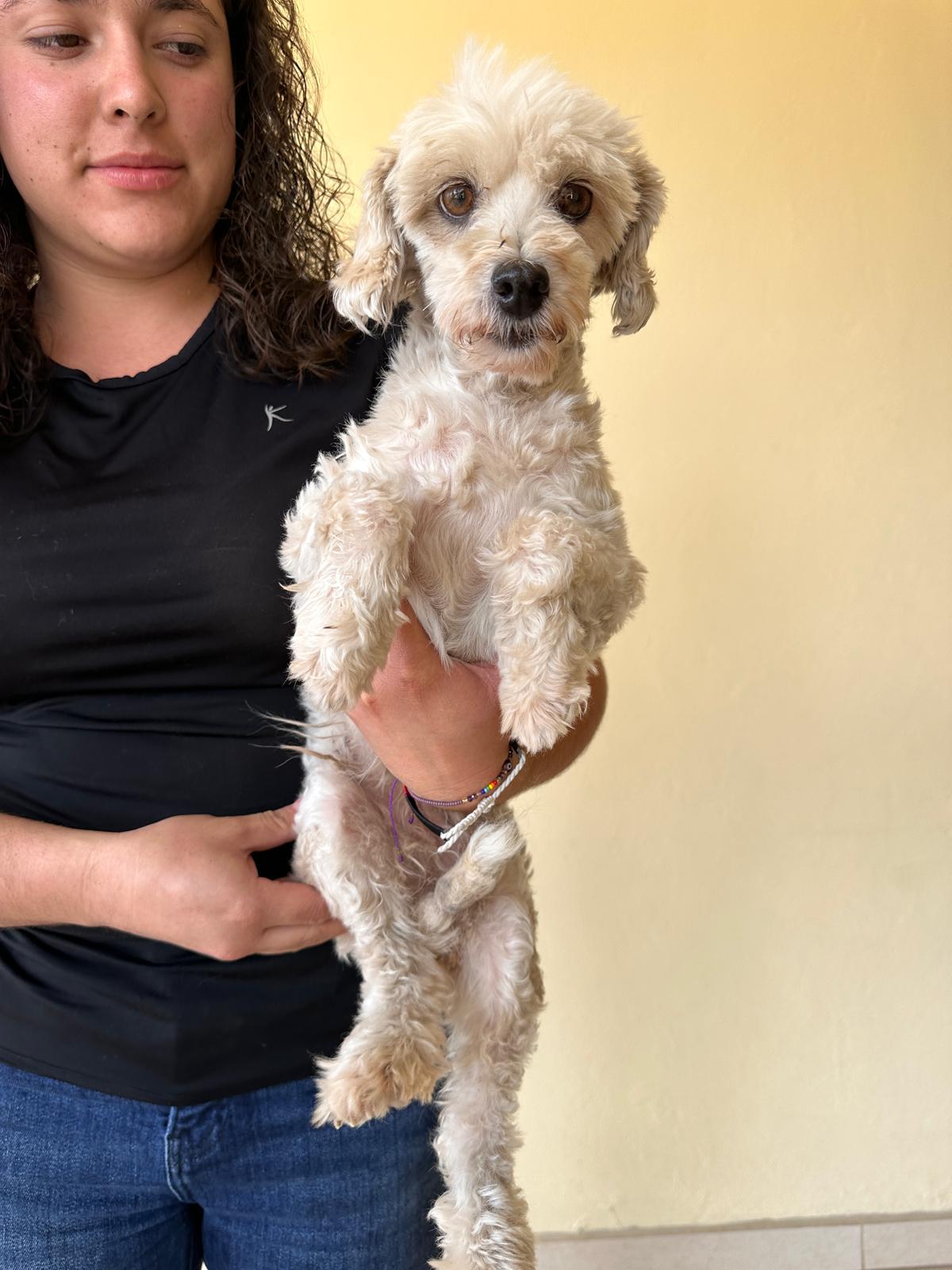 Star, an adoptable Maltese, Poodle in Sherwood, OR, 97140 | Photo Image 2