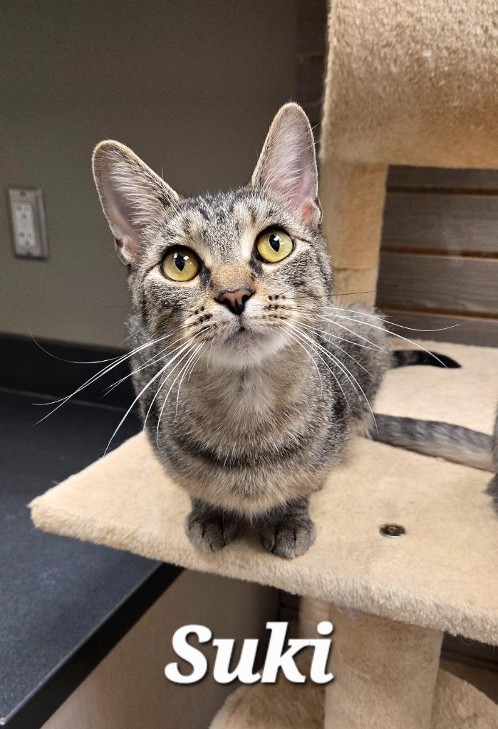 Suki, Adoptable, Young Female Domestic Short Hair.